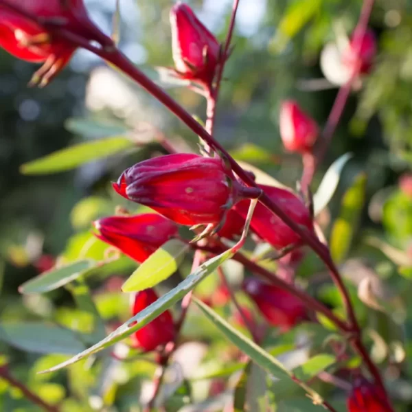 flor de hibisco